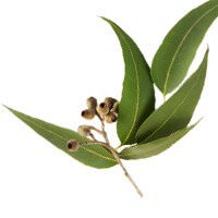 盜賊精油Thieves-源自15世紀流傳的傳奇配方