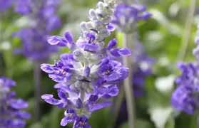 快樂鼠尾草Clary Sage-真的能快樂的快樂鼠尾草