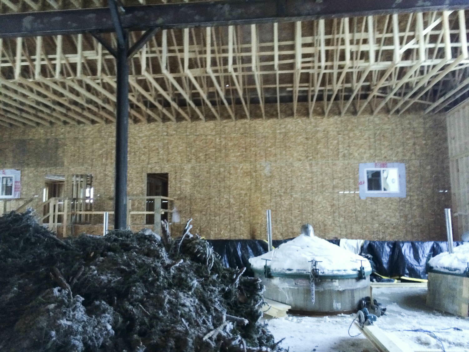 北極光黑雲杉Northern Lights Black Spruce-充滿強大能量的生命力