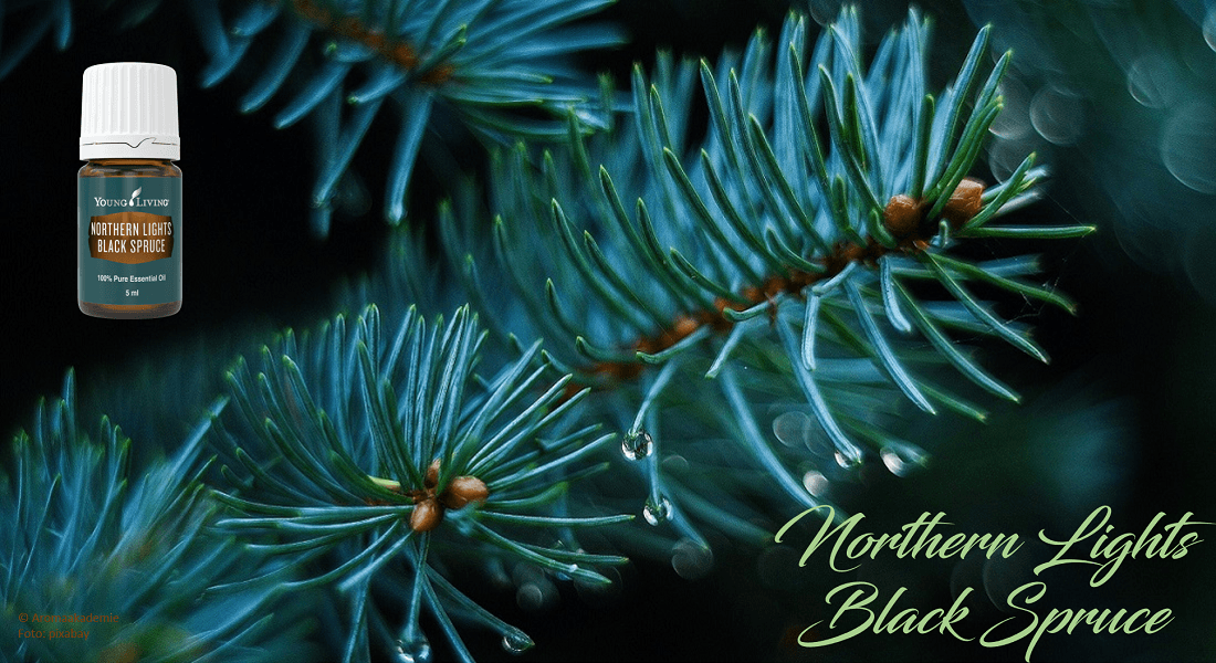 北極光黑雲杉Northern Lights Black Spruce-充滿強大能量的生命力