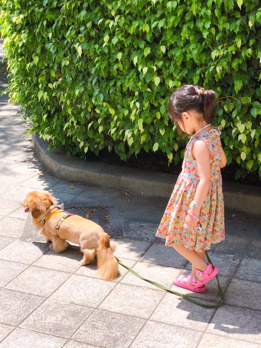 2腳4腳Logo設計-簡單總是不簡單 - 第1張圖 2腳4腳Logo設計-簡單總是不簡單