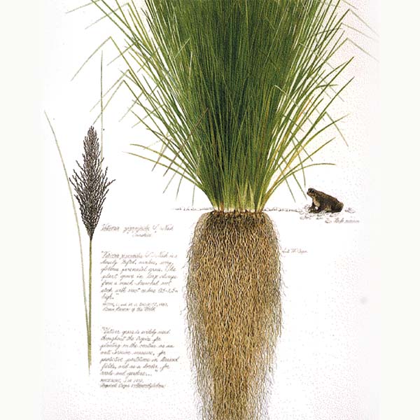 岩蘭草精油Vetiver-與大地連結穩穩扎根