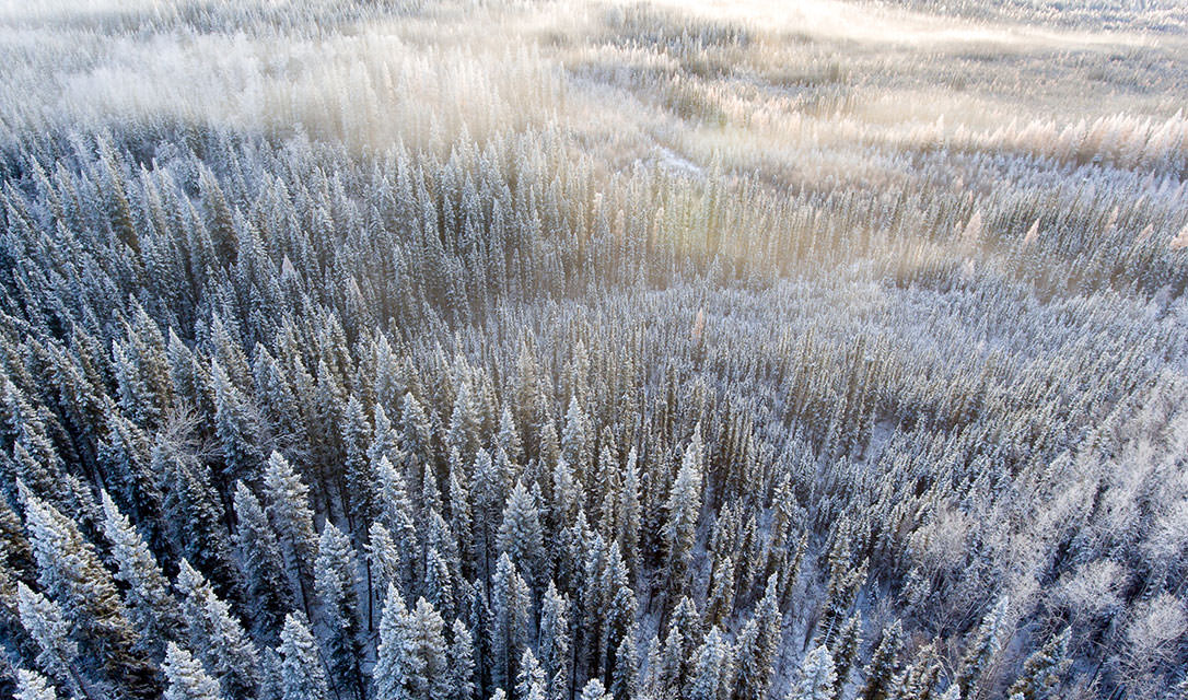 北極光黑雲杉Northern Lights Black Spruce-充滿強大能量的生命力
