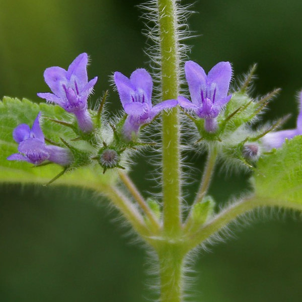 山香精油Dorado Azul-悠樂芳獨家 •香氣清晰媽媽的好幫手 - 第1張圖 山香精油Dorado Azul-悠樂芳獨家 •香氣清晰媽媽的好幫手