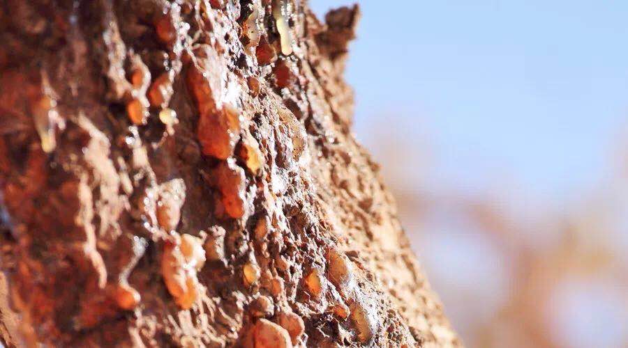 沒藥精油 Myrrh-肌膚的聖物、神聖古老的氣息