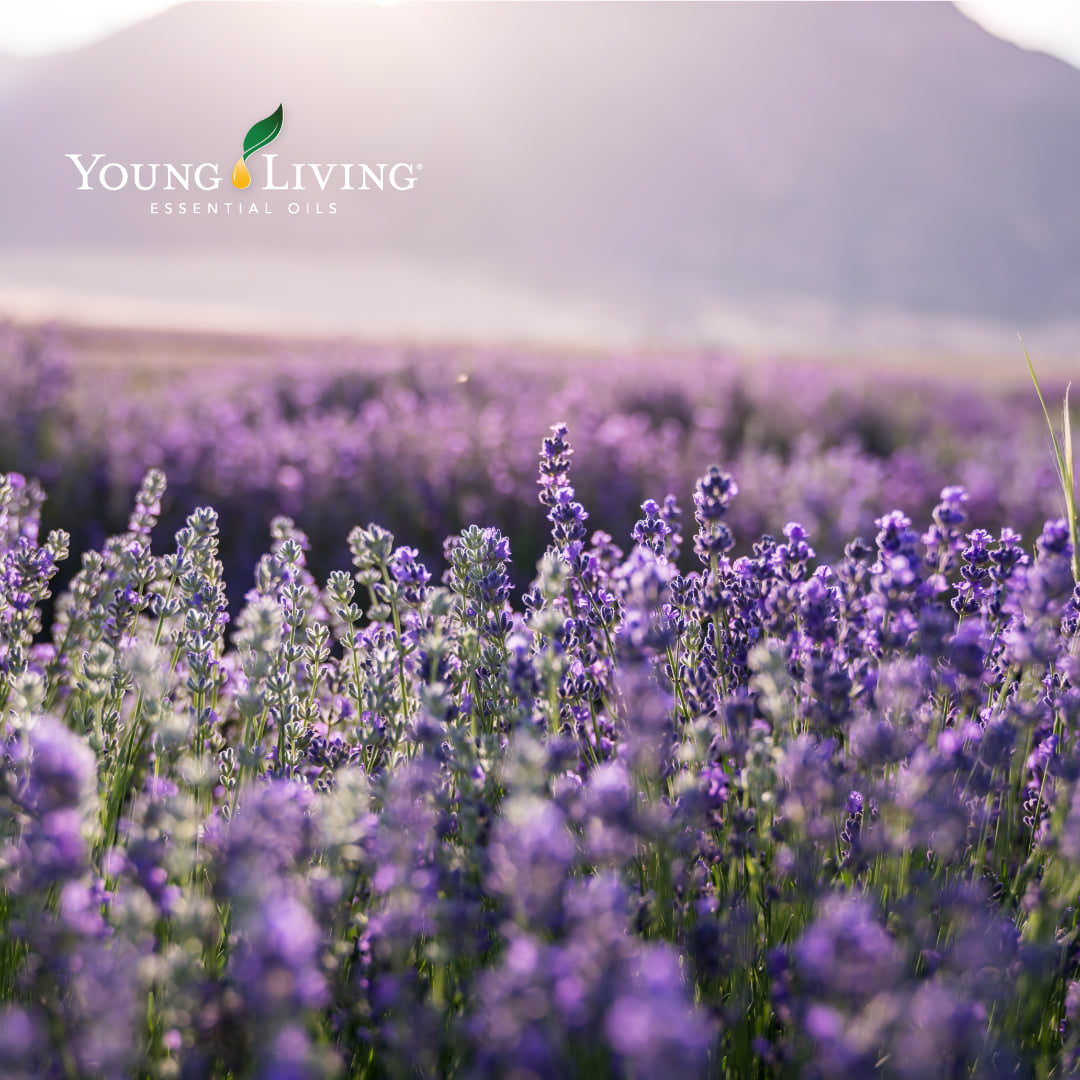 薰衣草精油世界之都-Young Living 悠樂芳西米昂拉羅通德農場