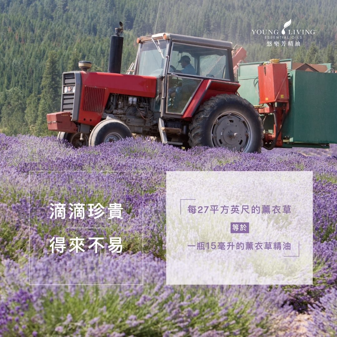 薰衣草精油世界之都-Young Living 悠樂芳西米昂拉羅通德農場