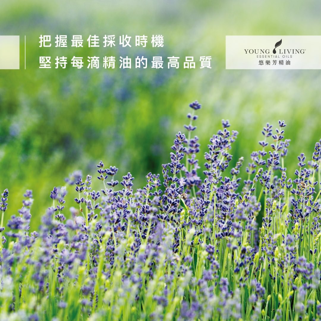 薰衣草精油世界之都-Young Living 悠樂芳西米昂拉羅通德農場