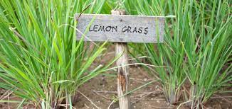 檸檬香茅(檸檬草)精油Lemongrass-只有防蚊?不起眼卻不簡單多用途植物