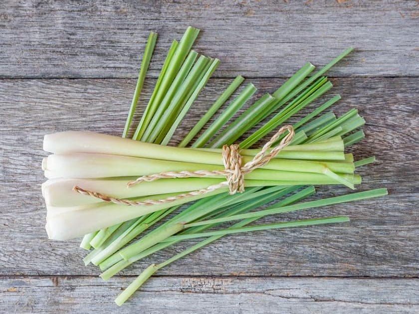 檸檬香茅(檸檬草)精油Lemongrass-只有防蚊?不起眼卻不簡單多用途植物