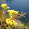 蠟菊精油(永久花)Helichrysum -不朽的花朵