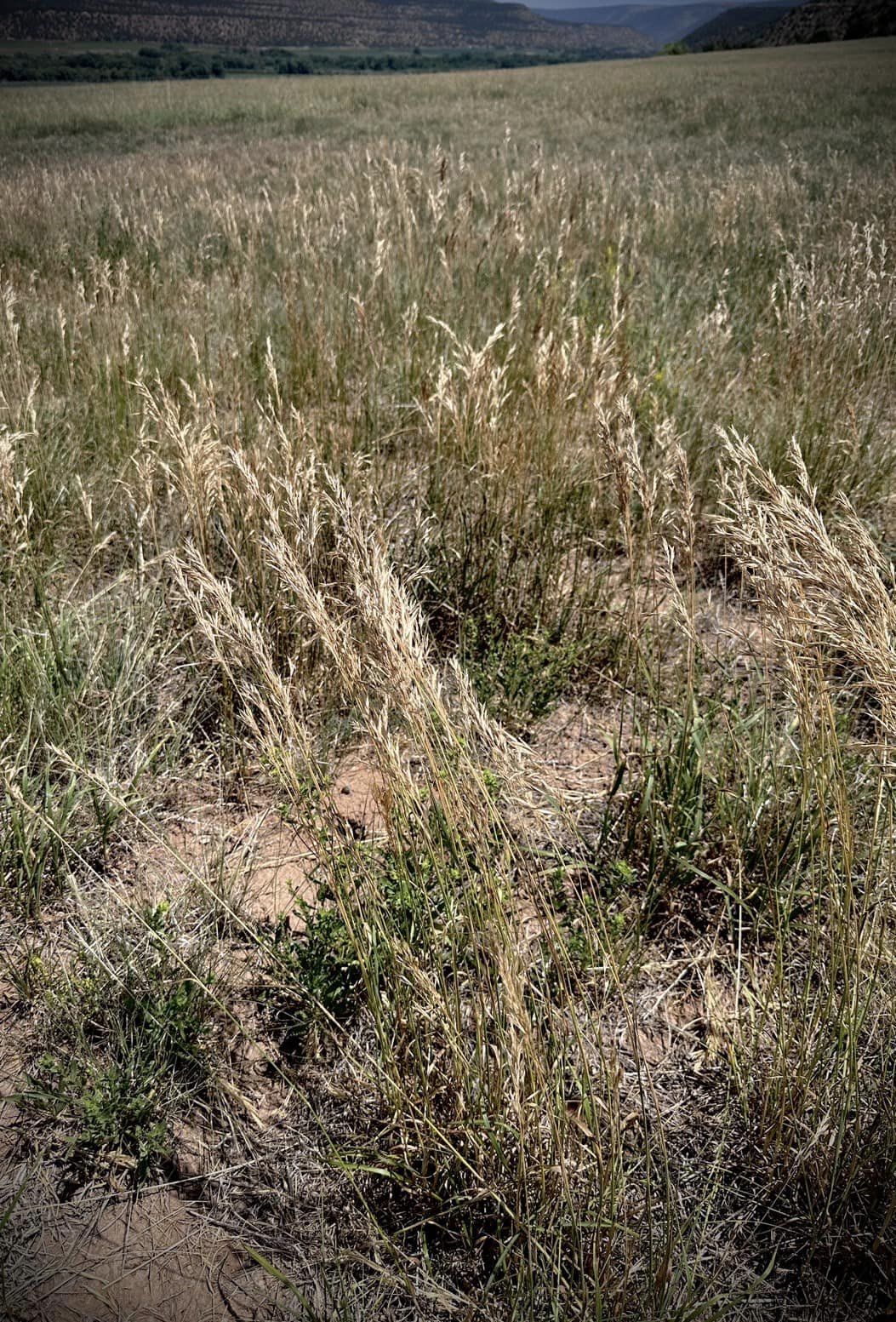 美國猶他州Skyrider農場＿原生種小麥